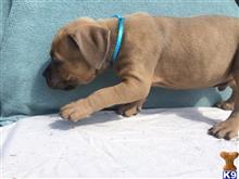 american pit bull puppy posted by Jones bully blues